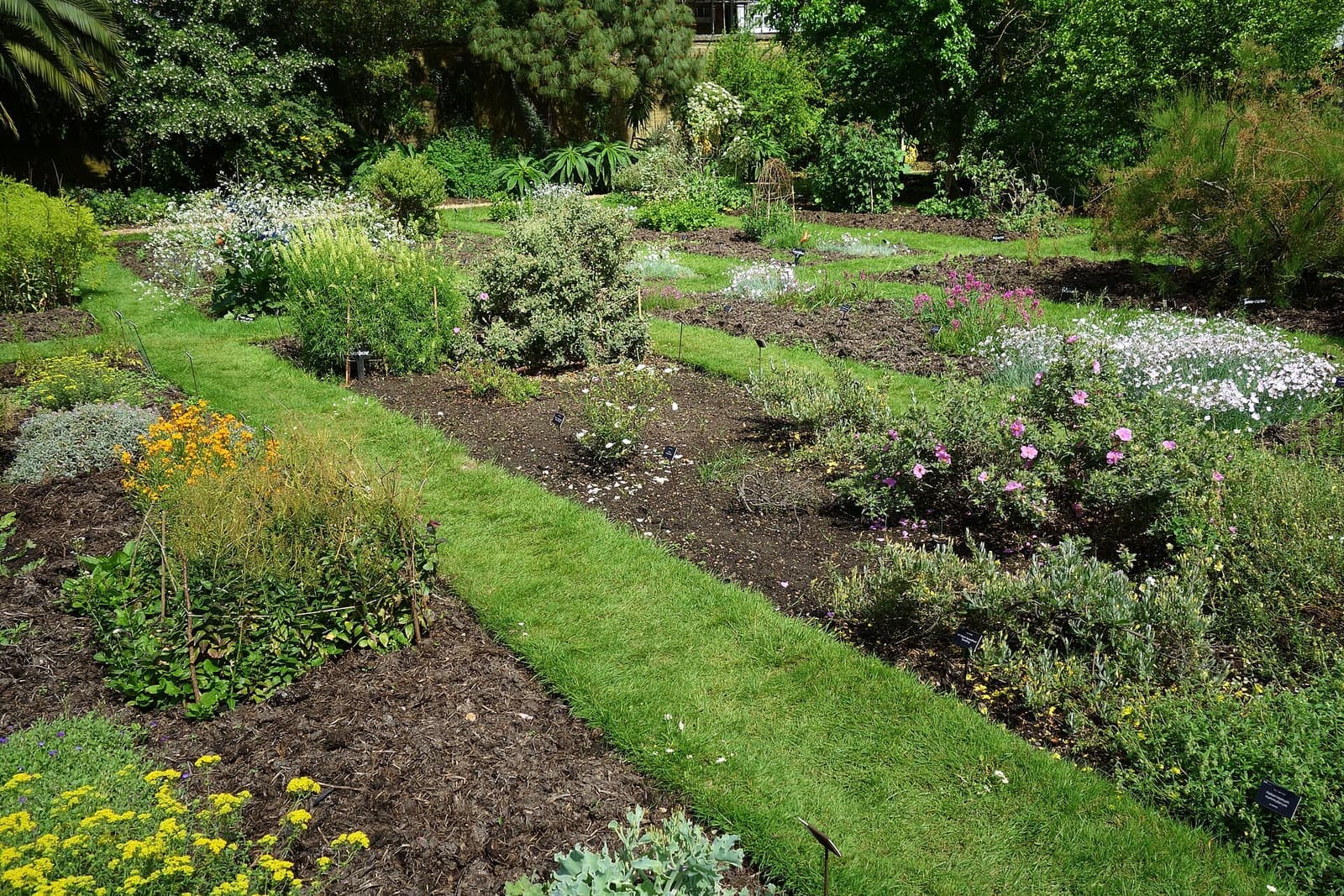 Planted beds at Chelsea Physic Garden