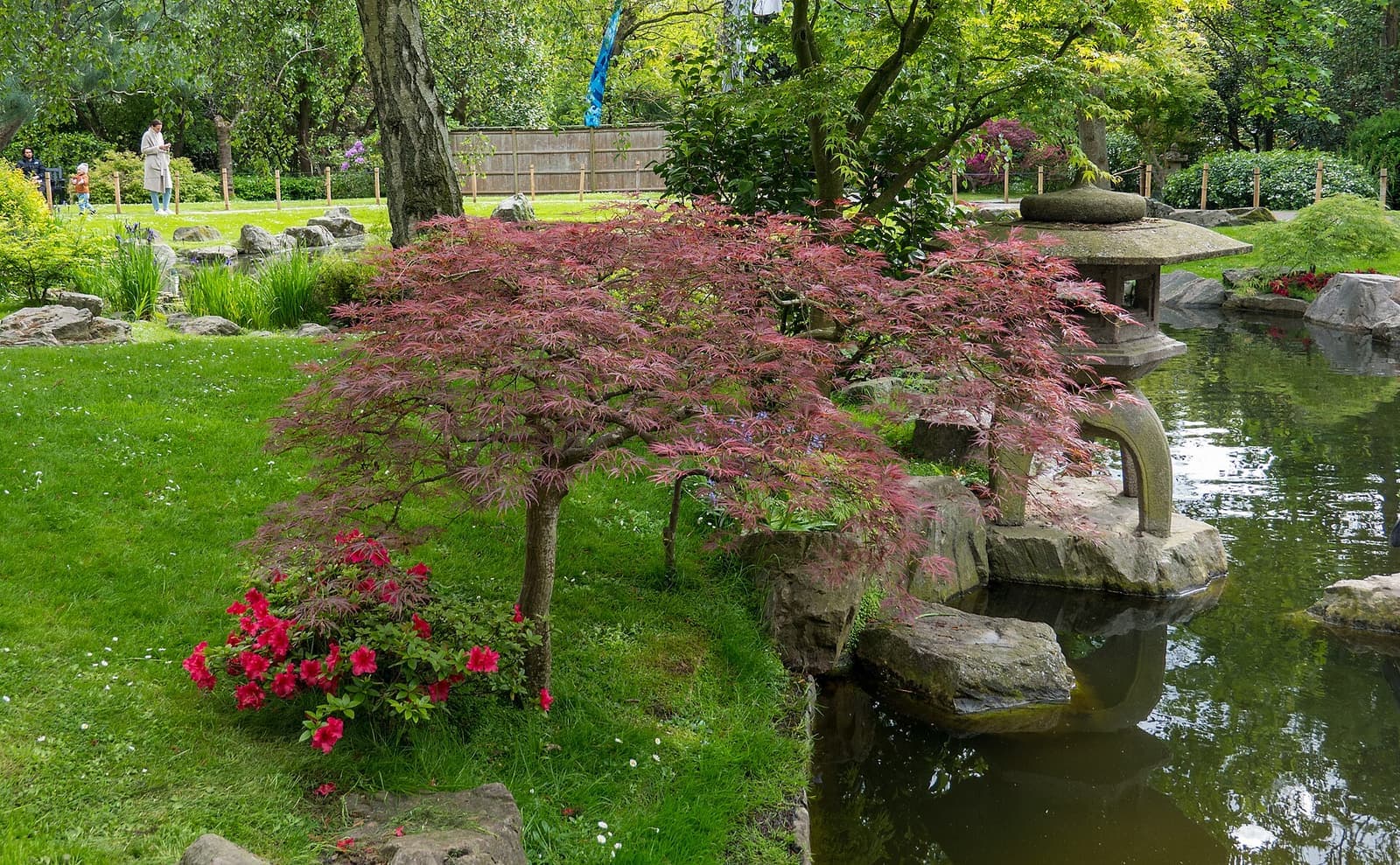 Maples and stone lanterns in the Kyoto Garden, Holland Park